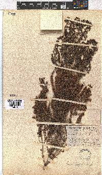 Erica hispidula image