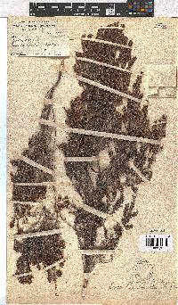 Erica glandulipila image