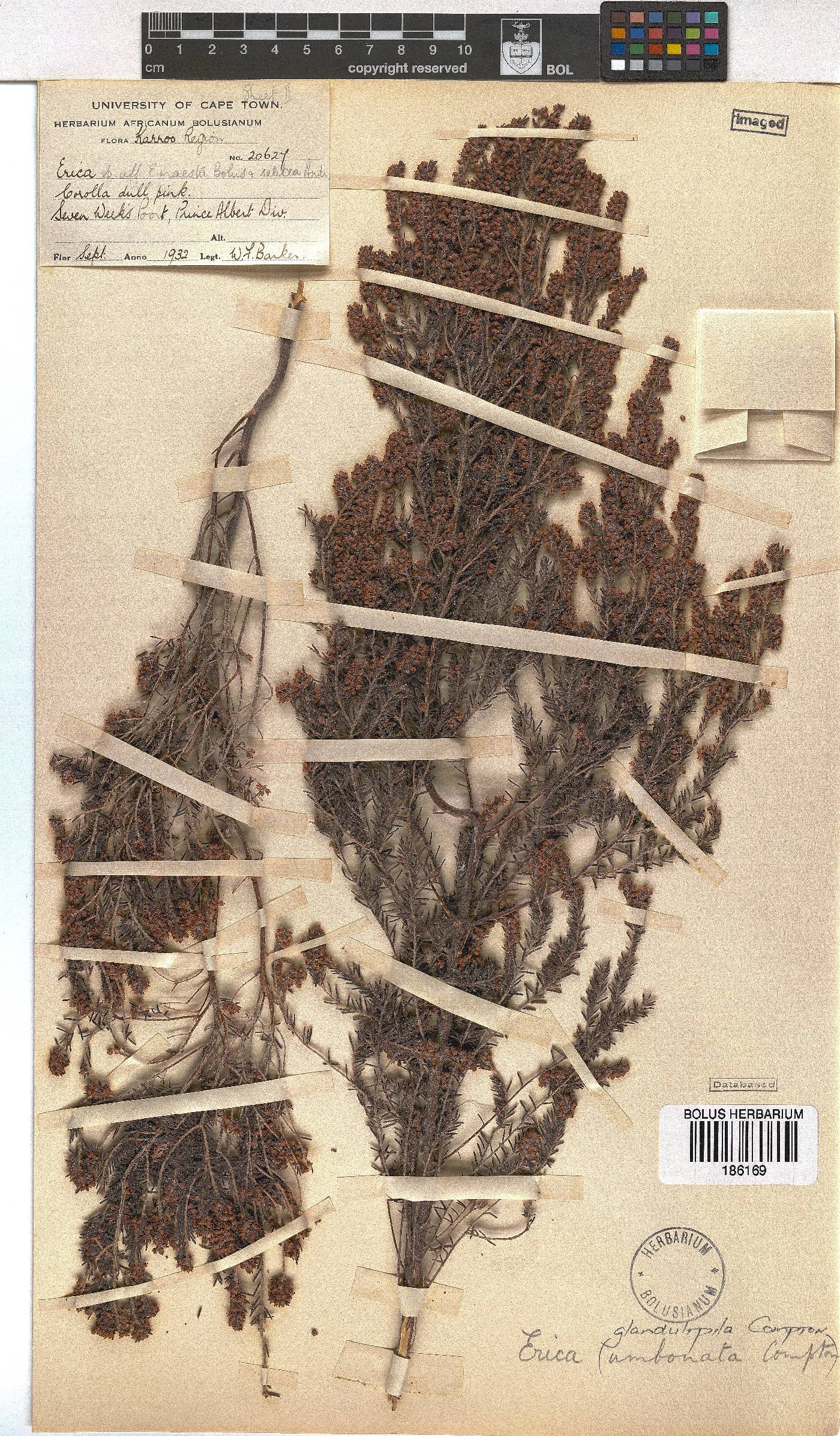 Erica glandulipila image