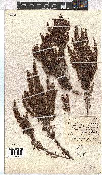 Erica hispidula image