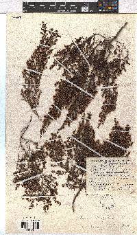 Erica hispidula image