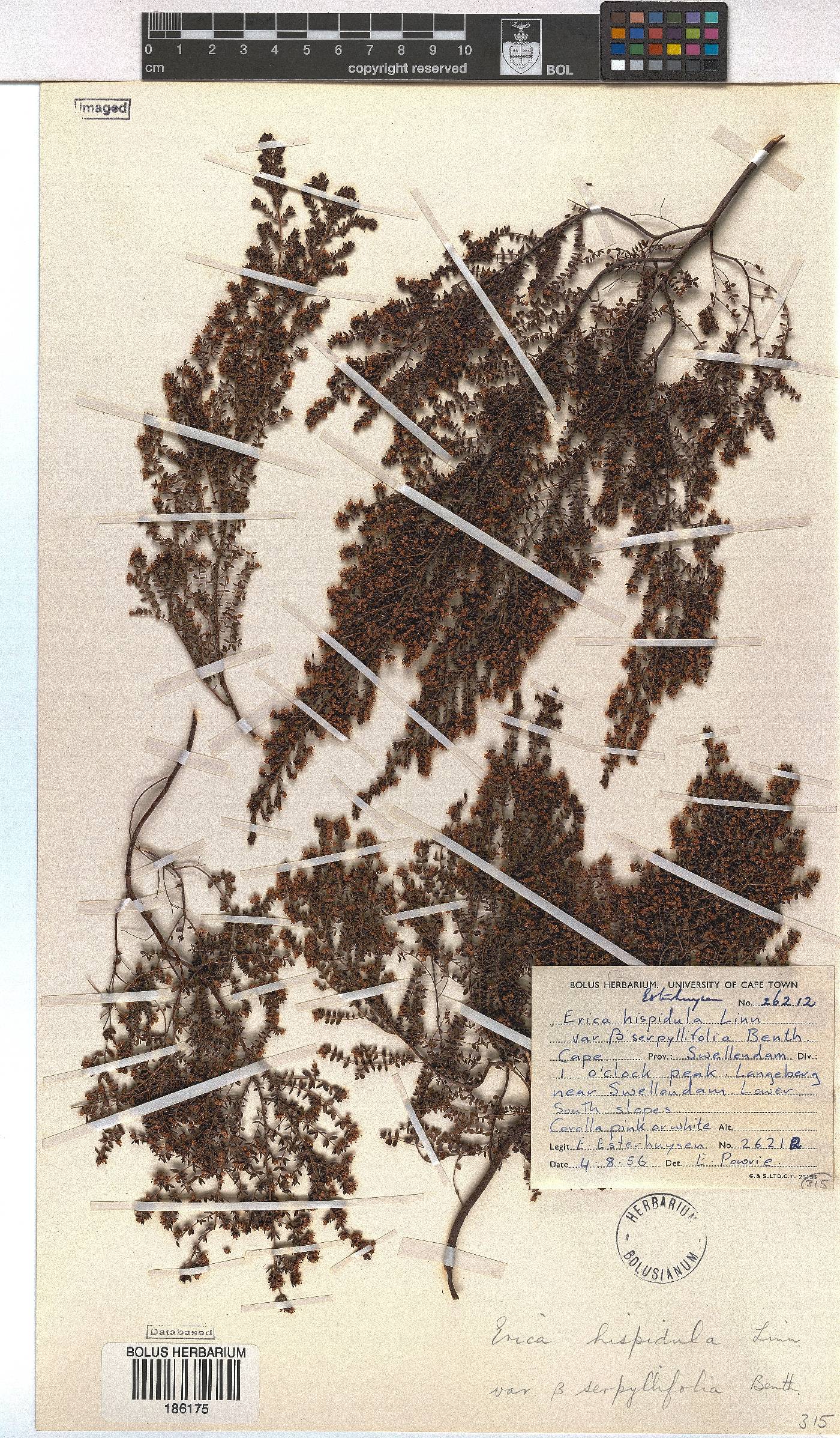 Erica hispidula image