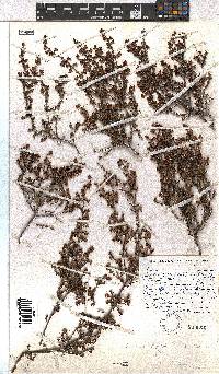 Erica hispidula image