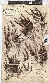 Erica hispidula image