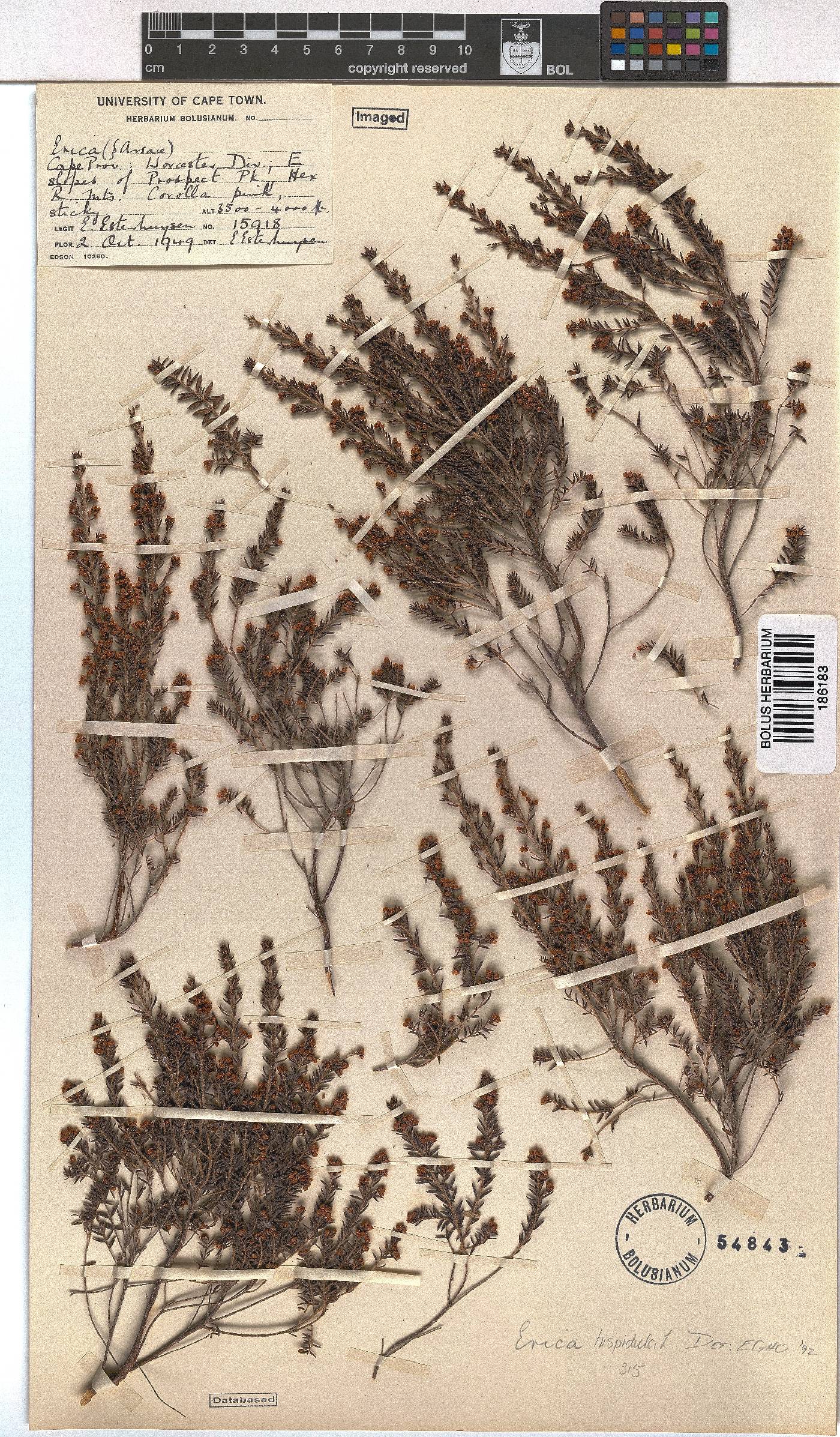 Erica hispidula image