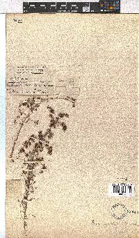 Erica hispidula image