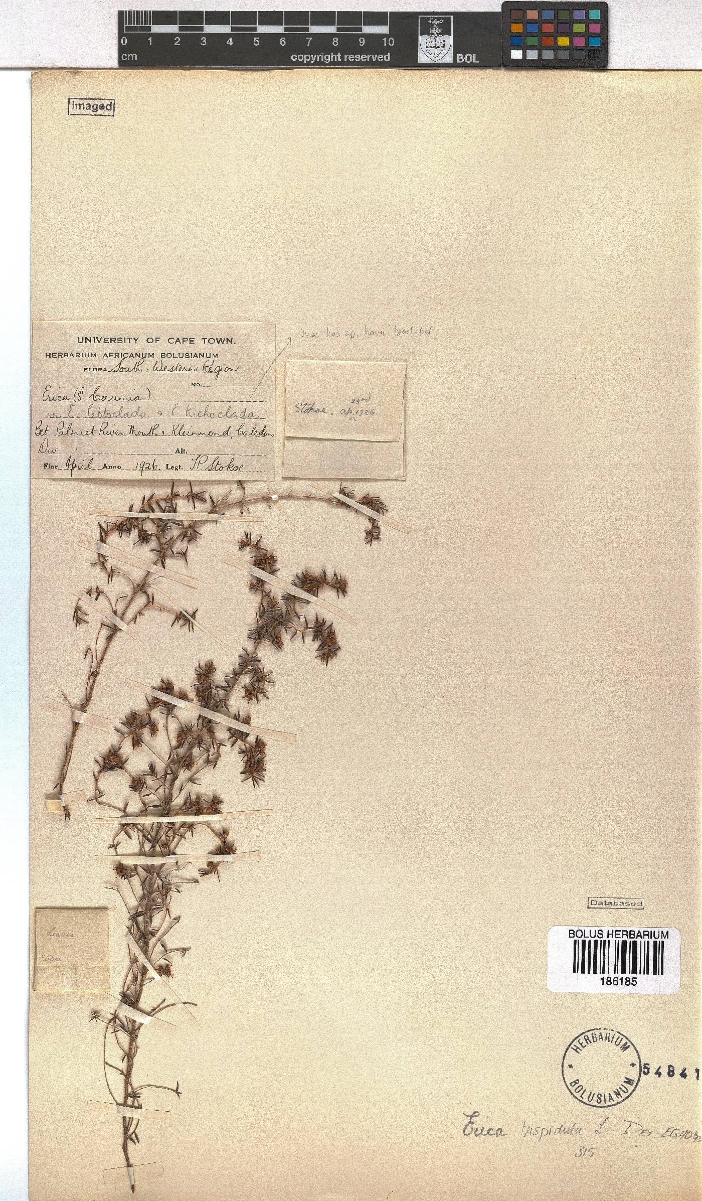 Erica hispidula image