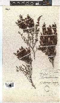 Erica hispidula image