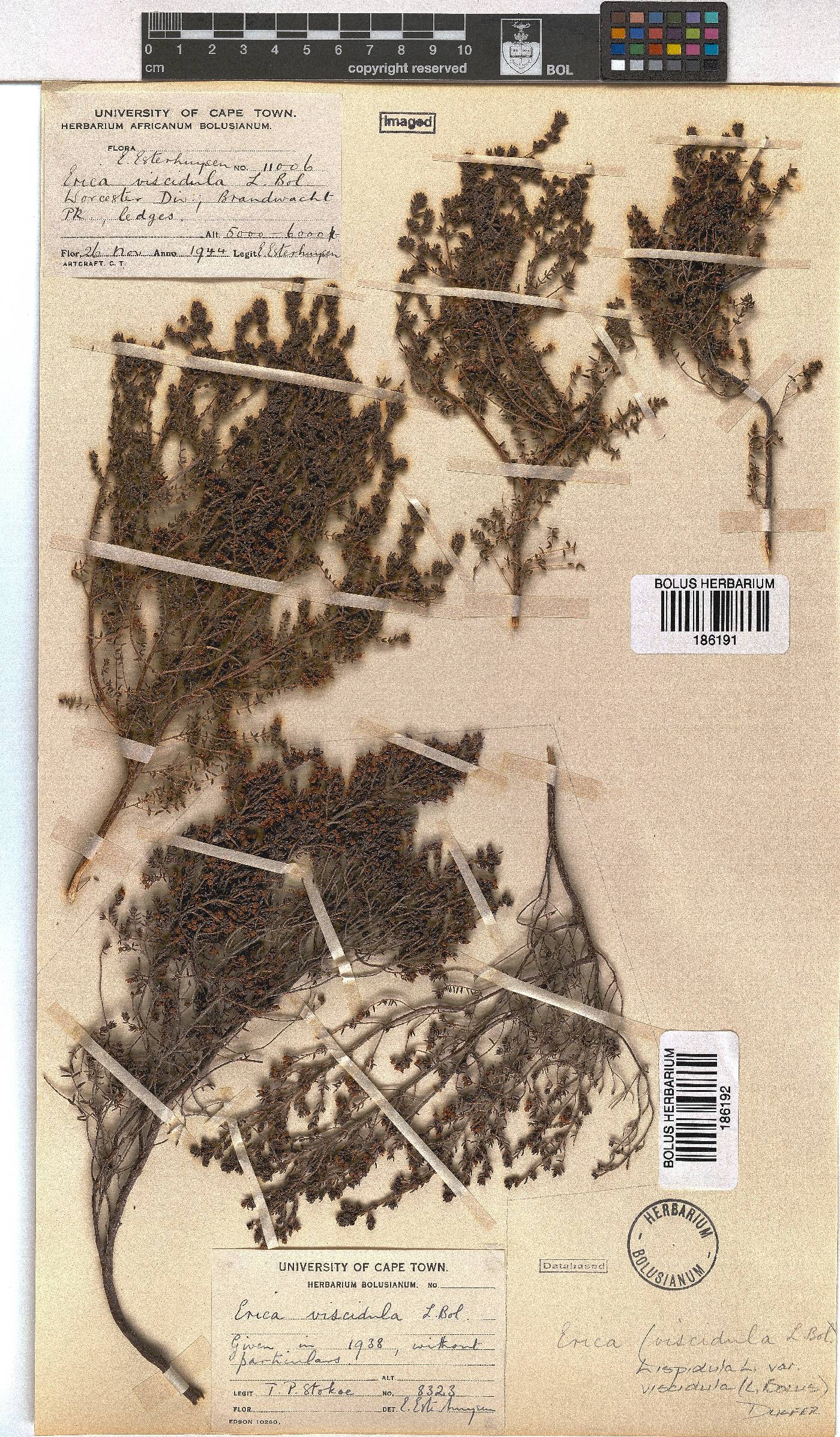 Erica hispidula var. viscidula image