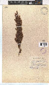 Erica hispidula var. hispidula image