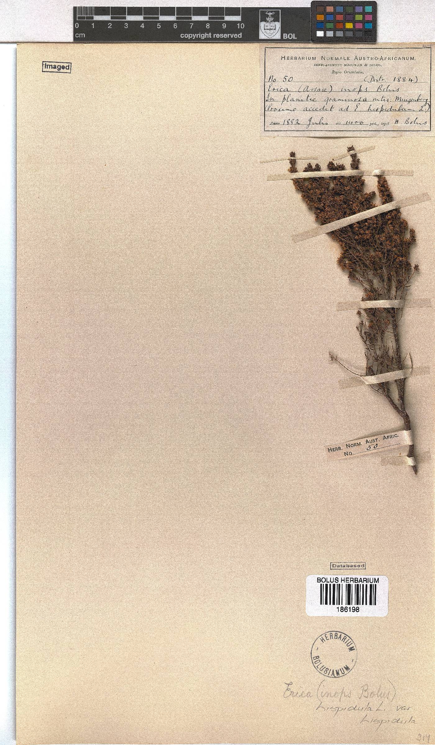 Erica hispidula var. hispidula image