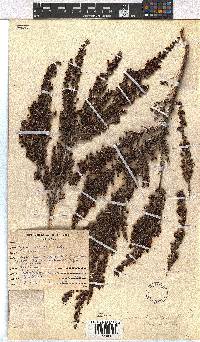 Erica hispidula var. hispidula image