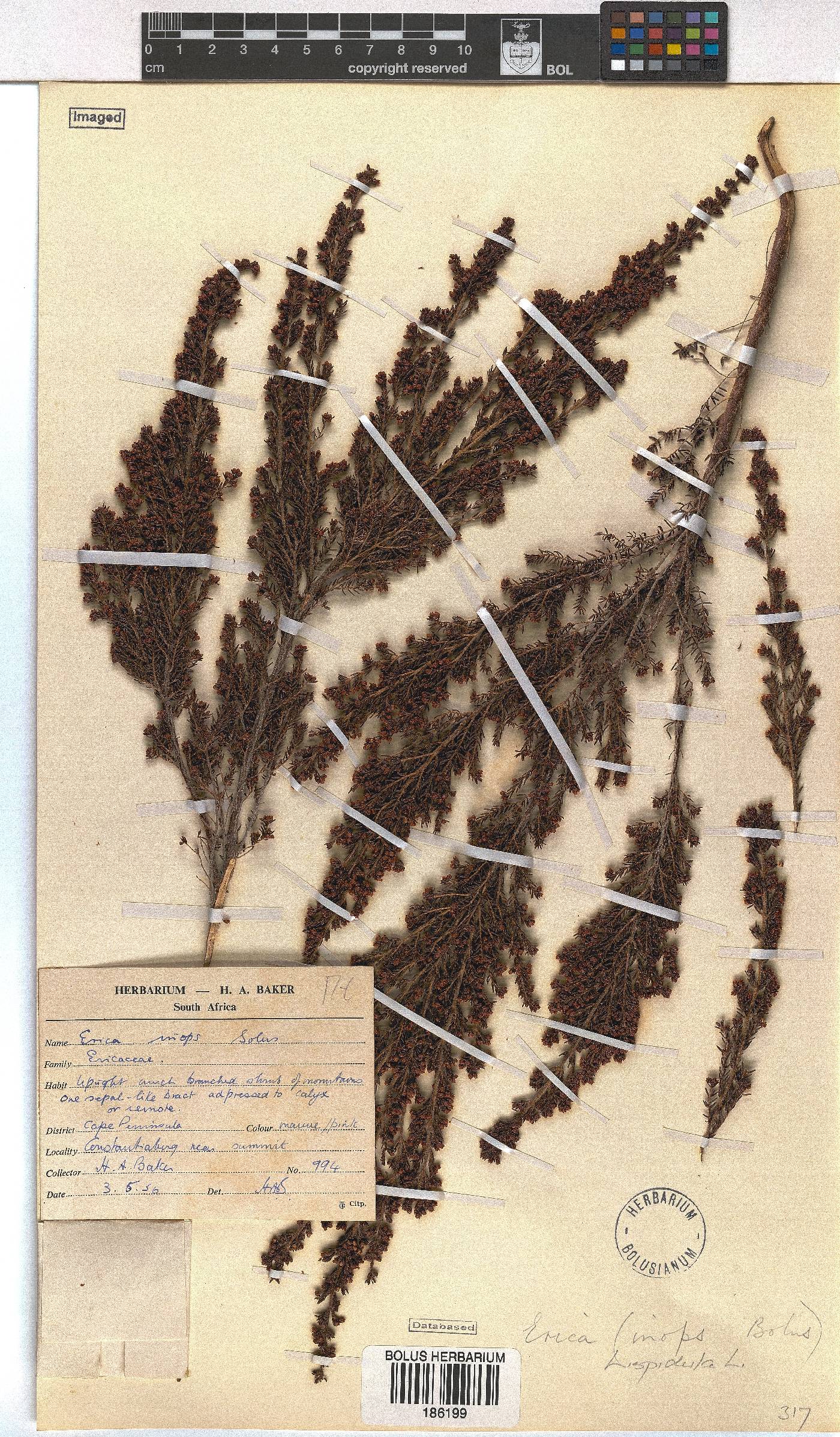 Erica hispidula var. hispidula image