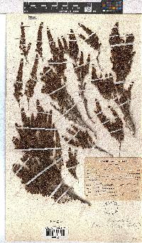 Erica hispidula var. hispidula image