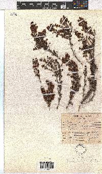 Erica hispidula var. hispidula image