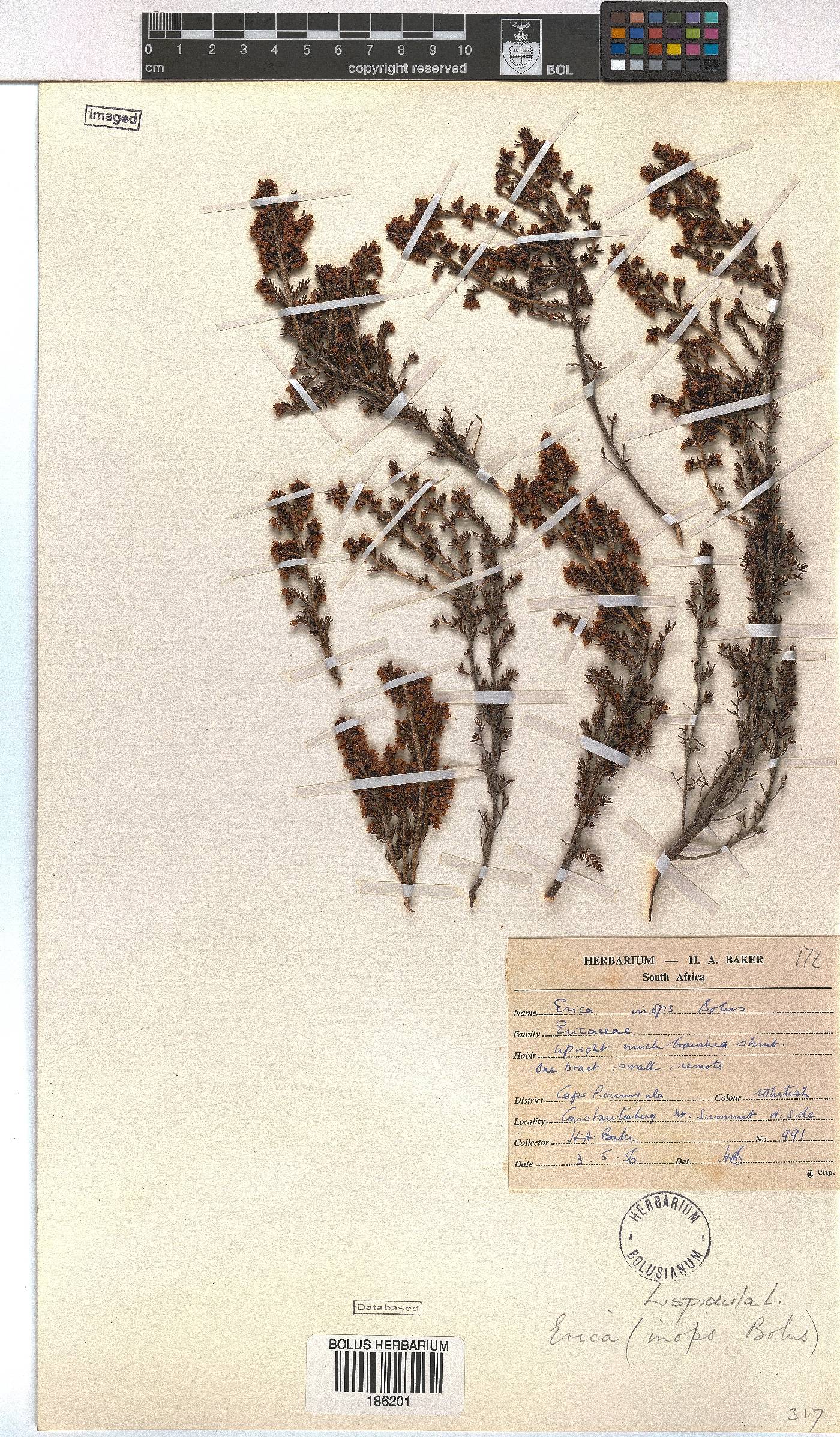 Erica hispidula var. hispidula image