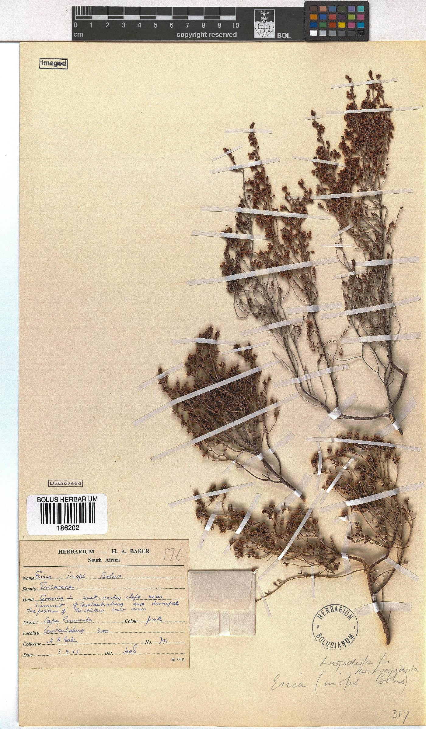 Erica hispidula var. hispidula image