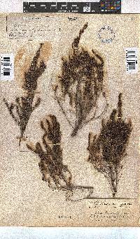 Erica leucopelta image