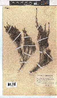 Erica leucopelta image