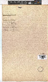 Erica leucopelta image