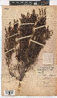 Erica leucopelta image