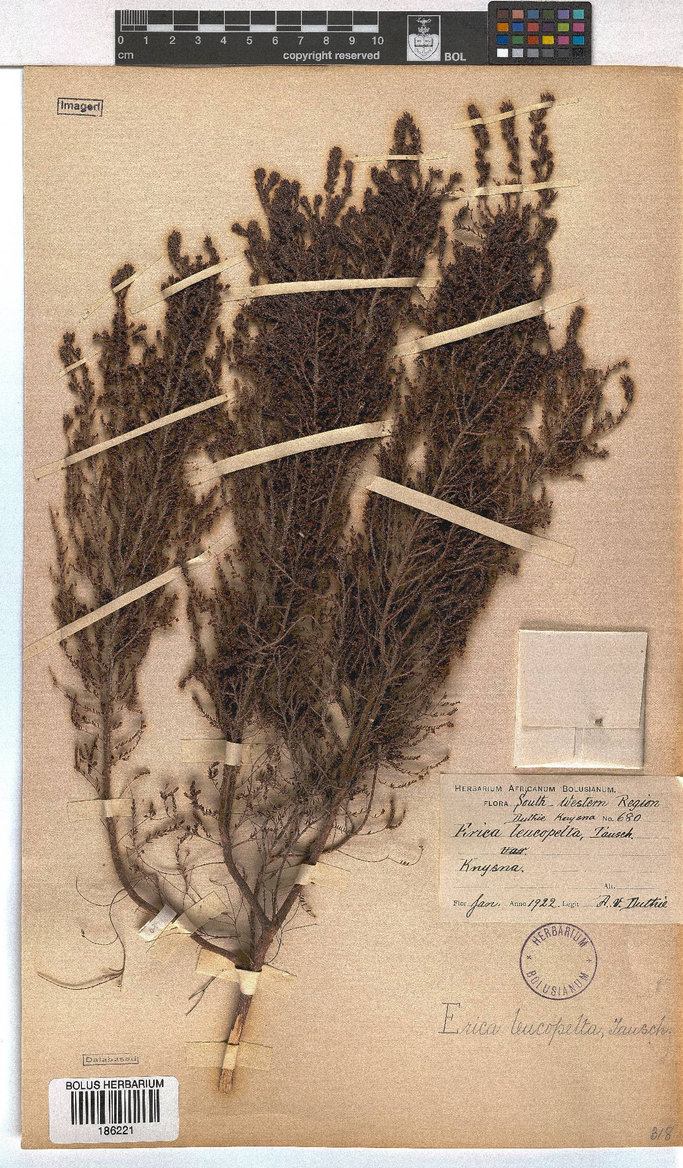 Erica leucopelta image