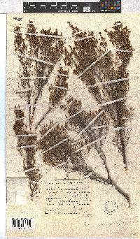 Erica leucopelta image