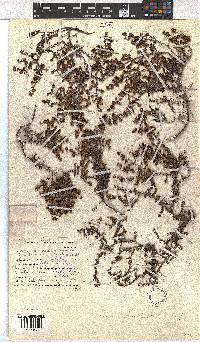 Erica leucopelta image