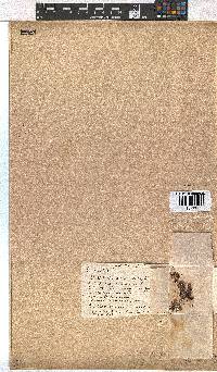 Erica leucopelta var. pubescens image