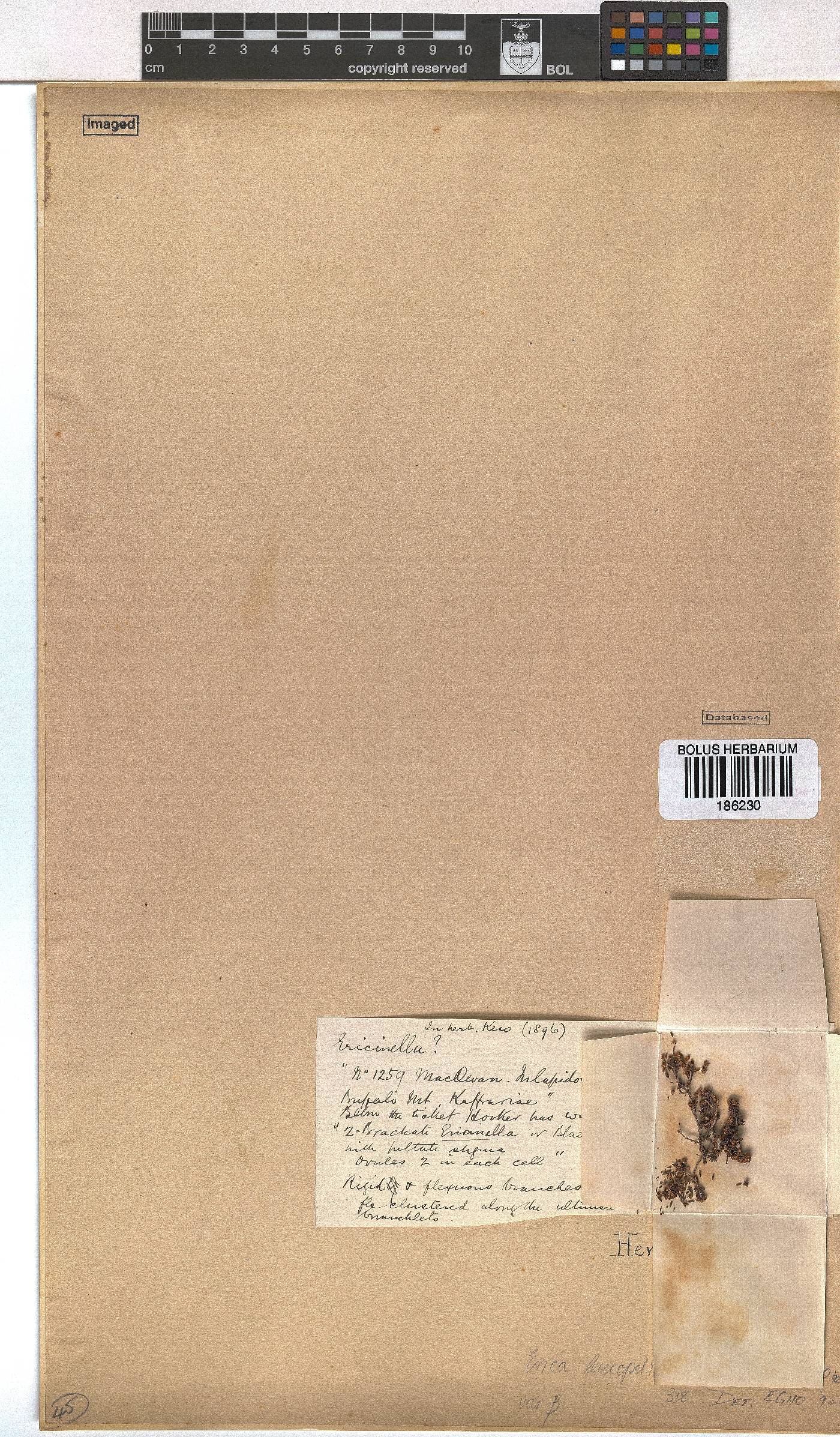 Erica leucopelta var. pubescens image