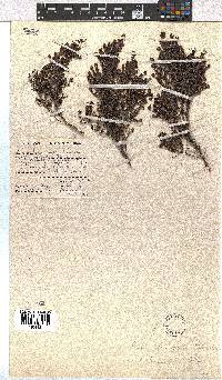 Erica leucopelta var. pubescens image