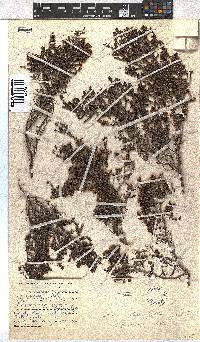 Erica leucopelta image