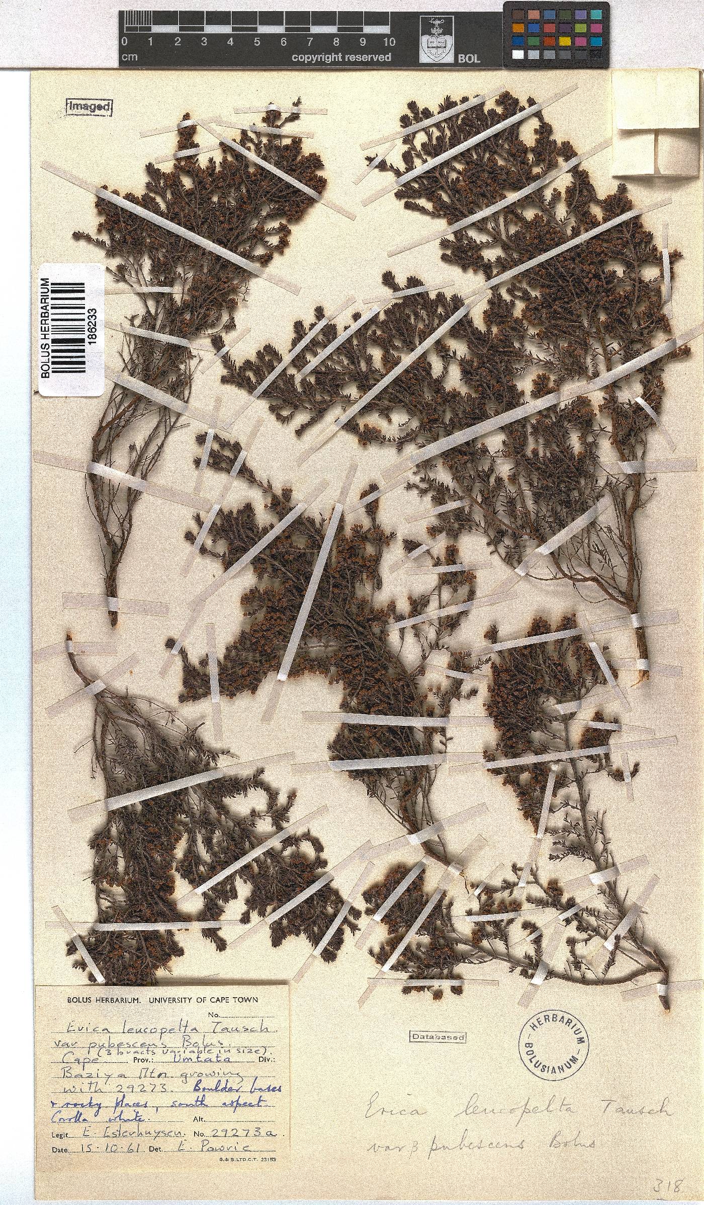 Erica leucopelta var. pubescens image