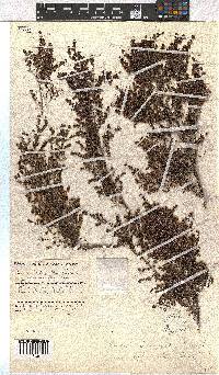 Erica leucopelta var. ephebioides image