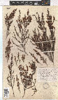 Erica leucopelta var. ephebioides image