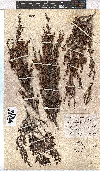 Erica leucopelta var. ephebioides image