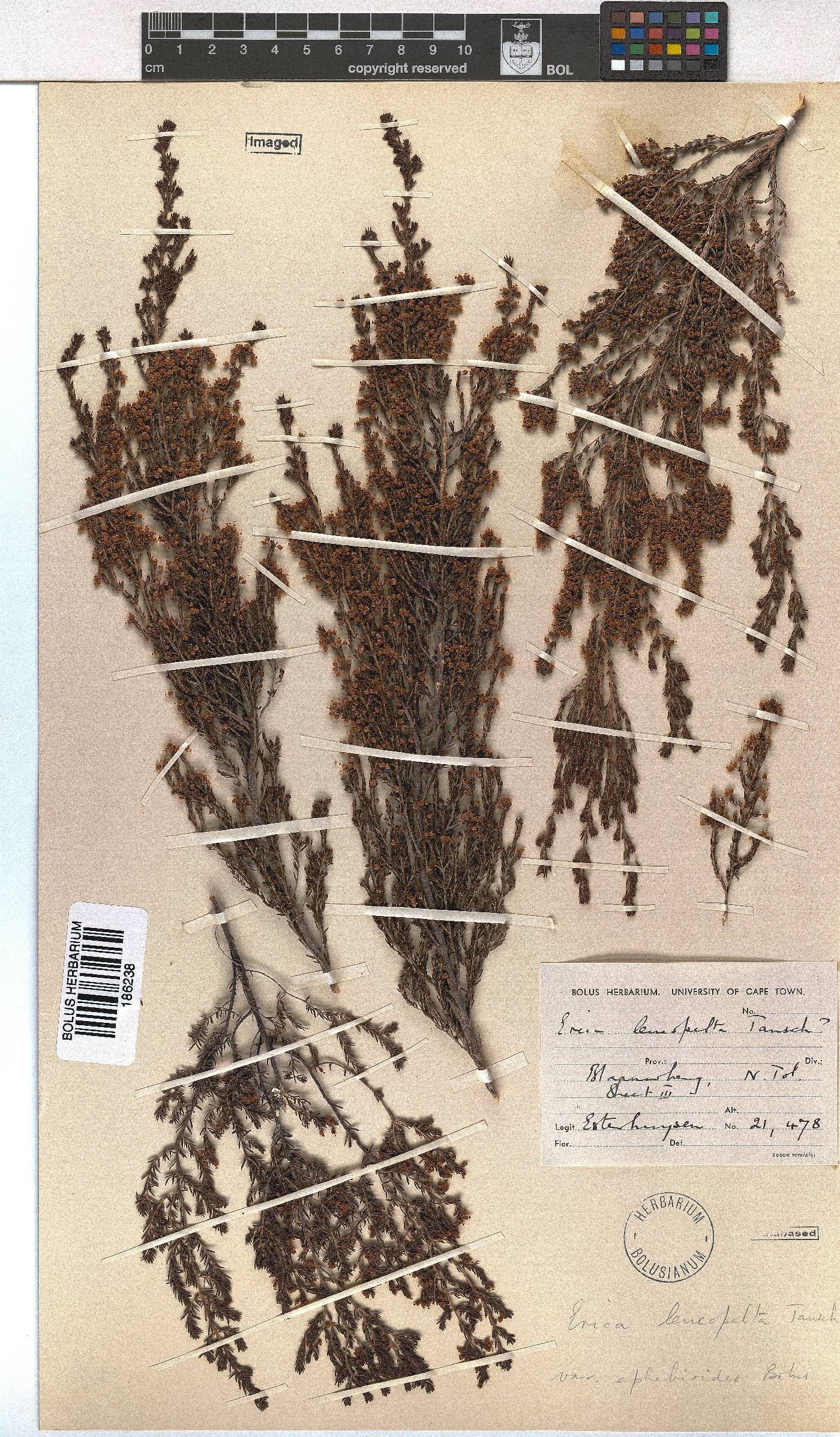 Erica leucopelta image