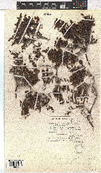 Erica leucopelta var. ephebioides image