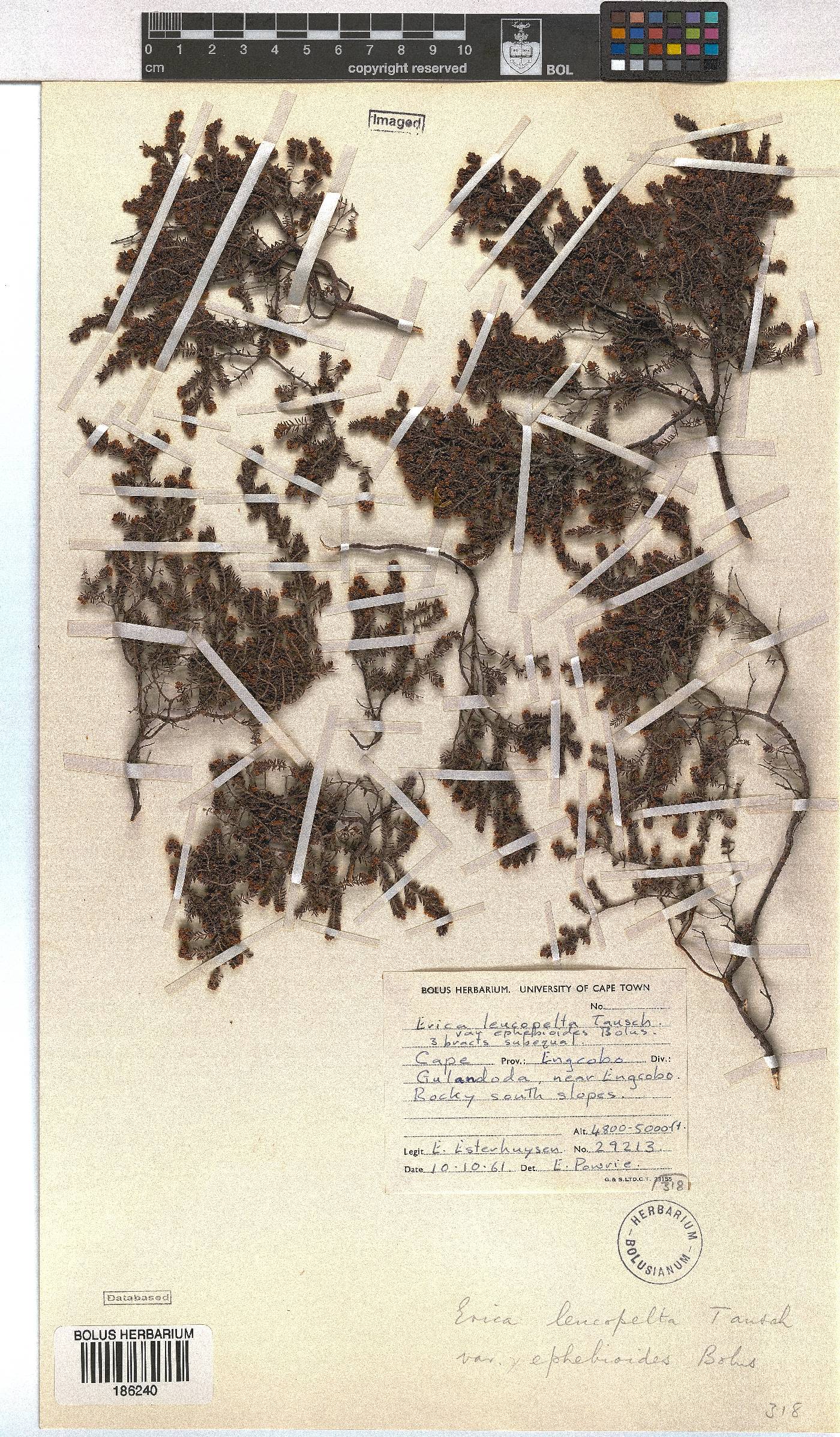 Erica leucopelta var. ephebioides image