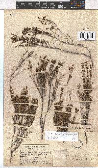 Erica caespitosa image