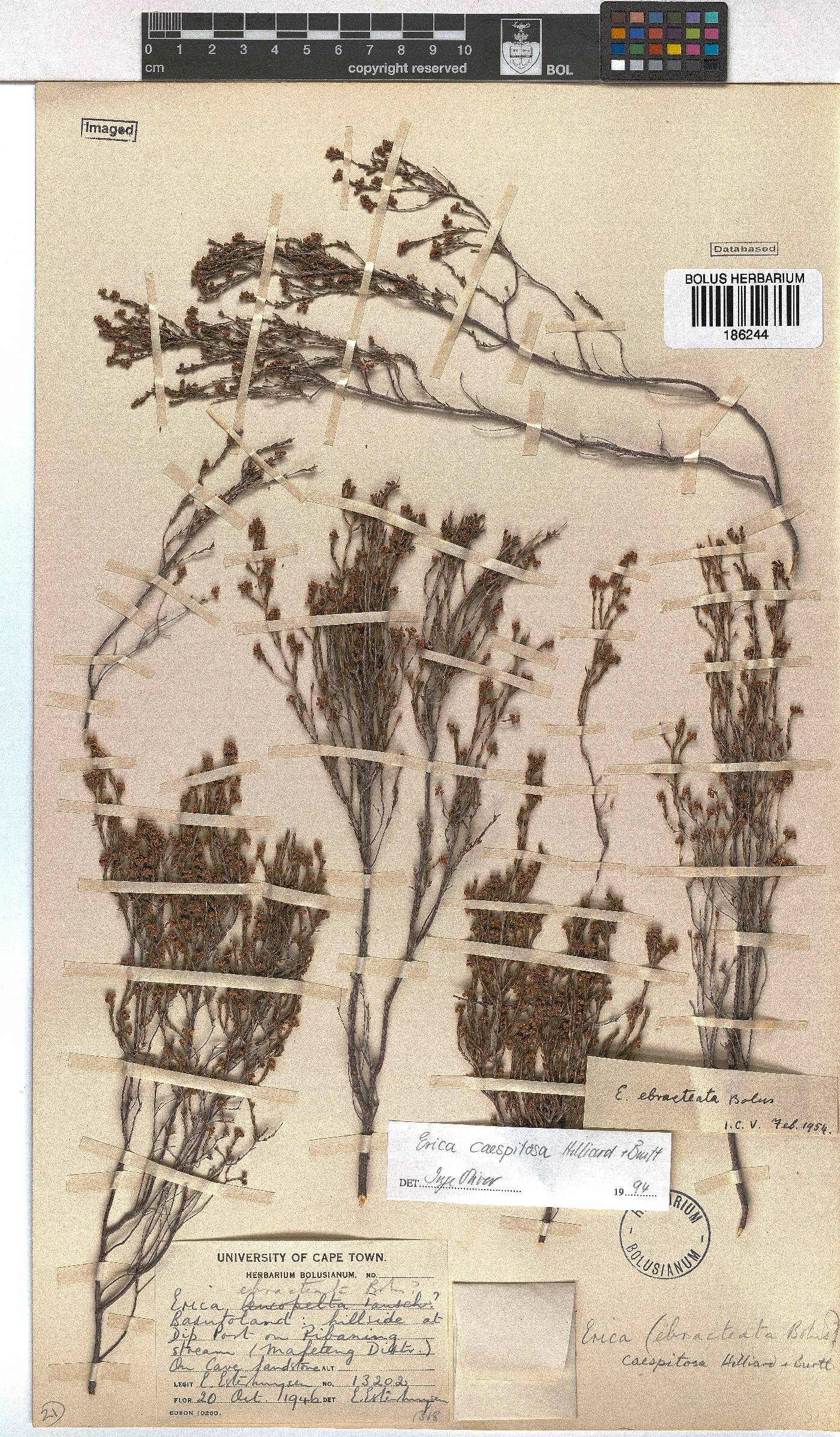 Erica caespitosa image