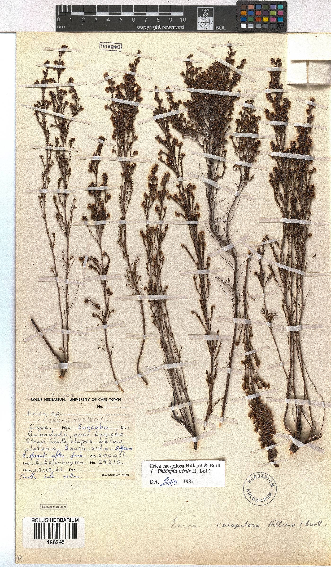 Erica caespitosa image