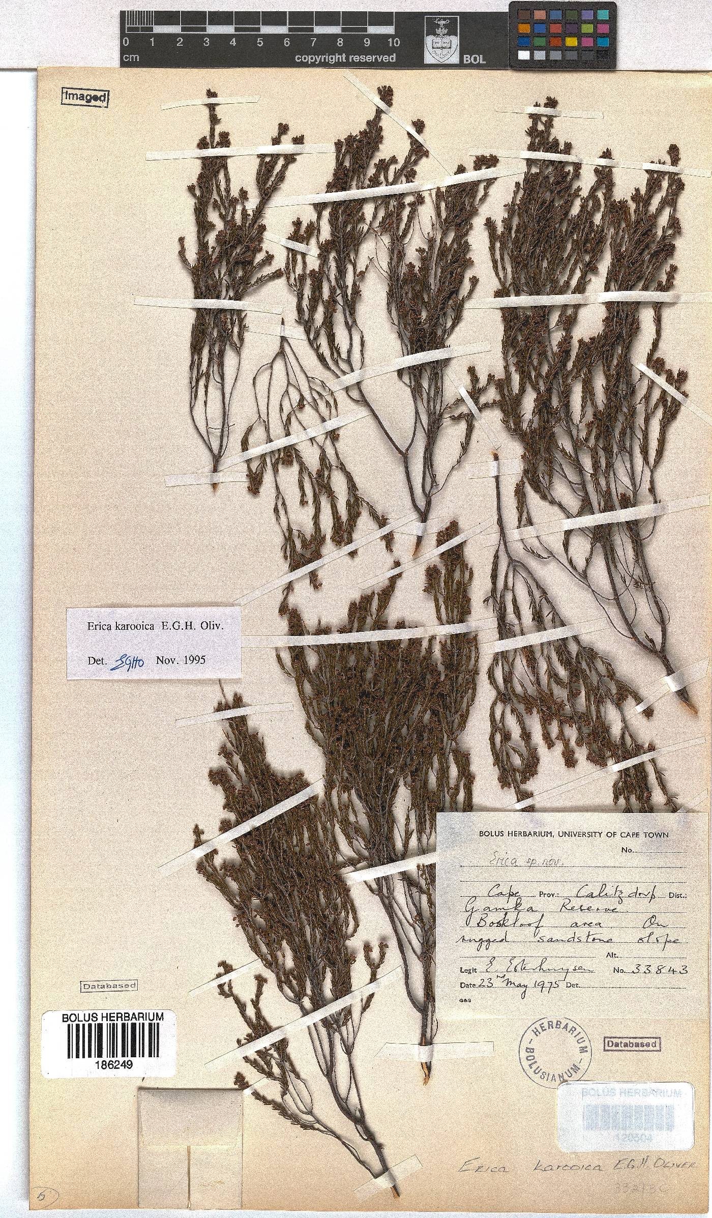 Erica karooica image