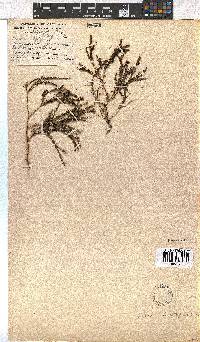 Erica leptopus image