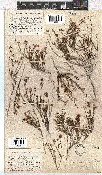 Erica leptopus var. breviloba image