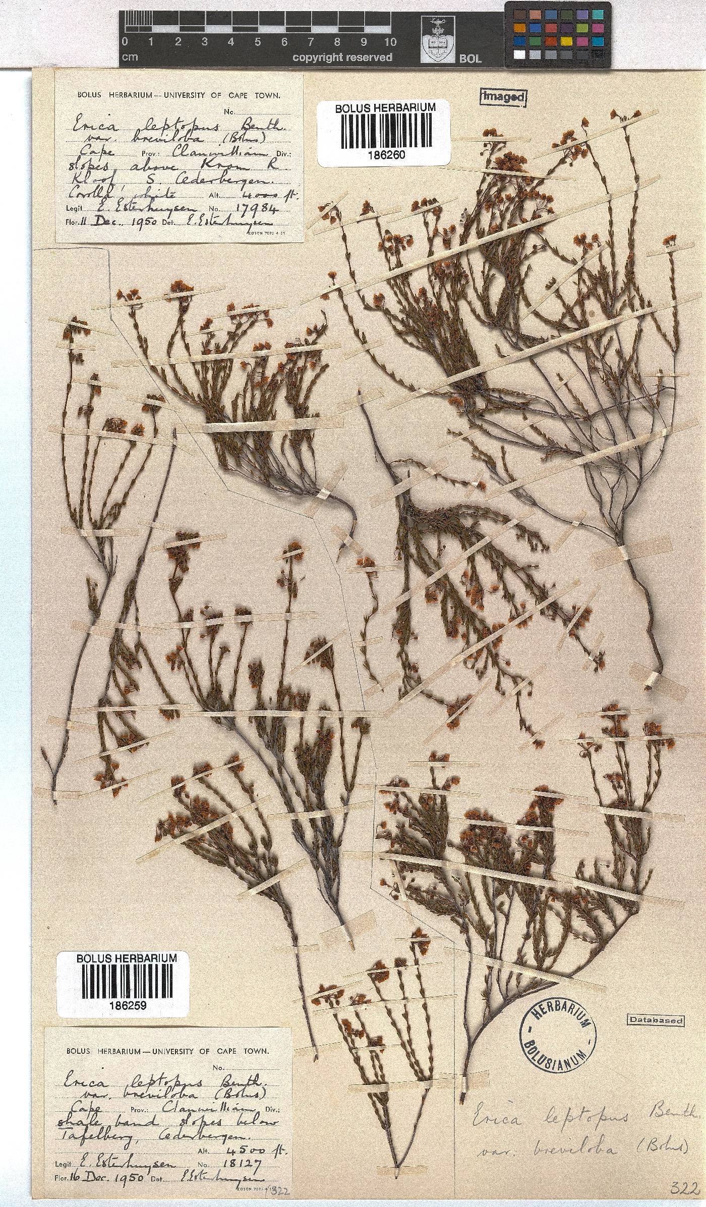 Erica leptopus var. breviloba image