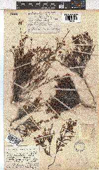 Erica leptopus var. breviloba image