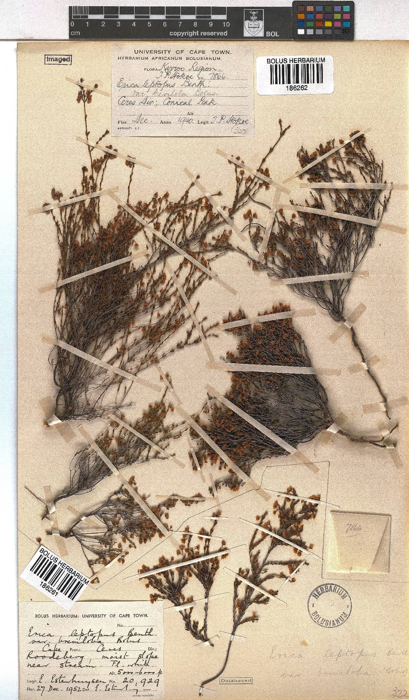 Erica leptopus image