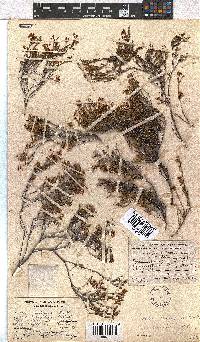 Erica leptopus var. breviloba image