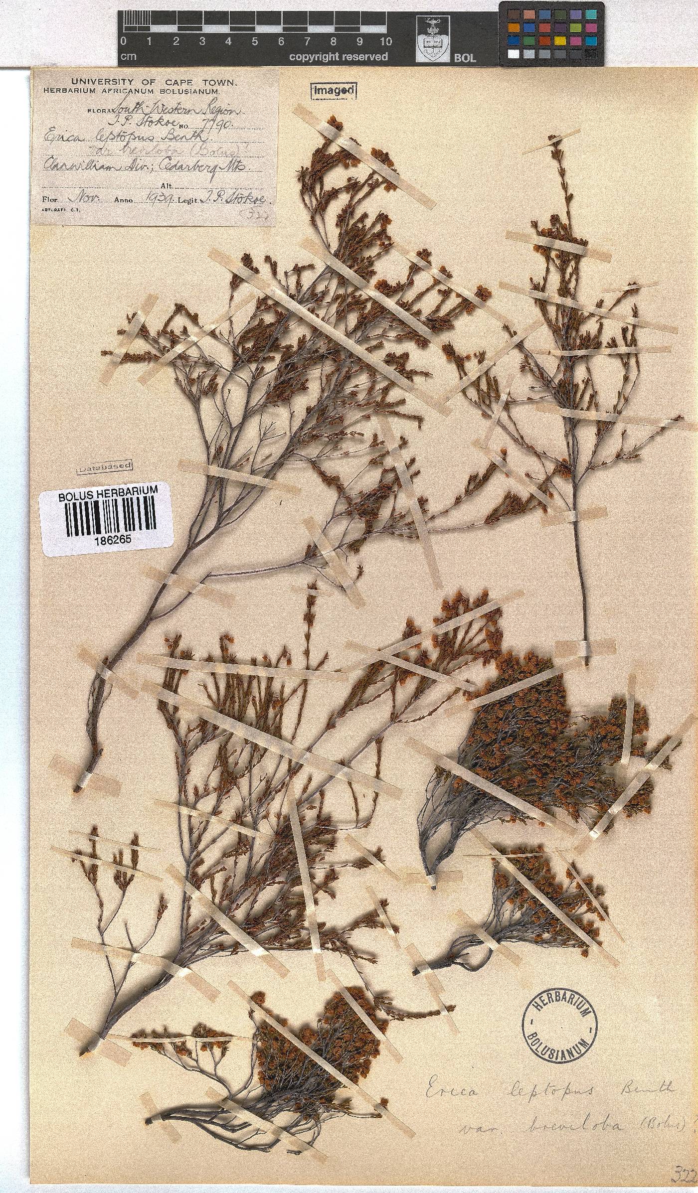 Erica leptopus var. breviloba image